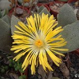 Pleiospilos compactus Prince Albert, RSA ©JLcoll.4887.jpg